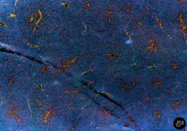  intrastruktur, Louis Szeponik, flourescence microscopy, art, colourful, cellpainting