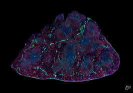  intrastruktur, Louis Szeponik, flourescence microscopy, art, colourful, cellpainting