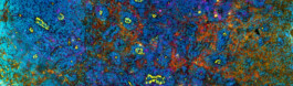  intrastruktur, Louis Szeponik, flourescence microscopy, art, colourful, cellpainting