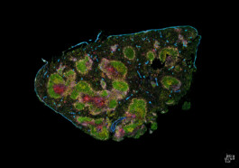  intrastruktur, Louis Szeponik, flourescence microscopy, art, colourful, cellpainting