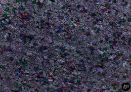  intrastruktur, Louis Szeponik, flourescence microscopy, art, colourful, cellpainting