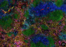  intrastruktur, Louis Szeponik, flourescence microscopy, art, colourful, cellpainting
