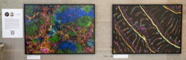  intrastruktur, Louis Szeponik, flourescence microscopy, art, colourful, cellpainting