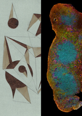  intrastruktur, Louis Szeponik, flourescence microscopy, art, colourful, cellpainting